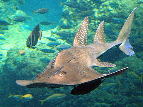 Bowmouth guitarfish